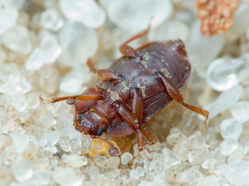 Omosita colon (Linnaeus, 1758)